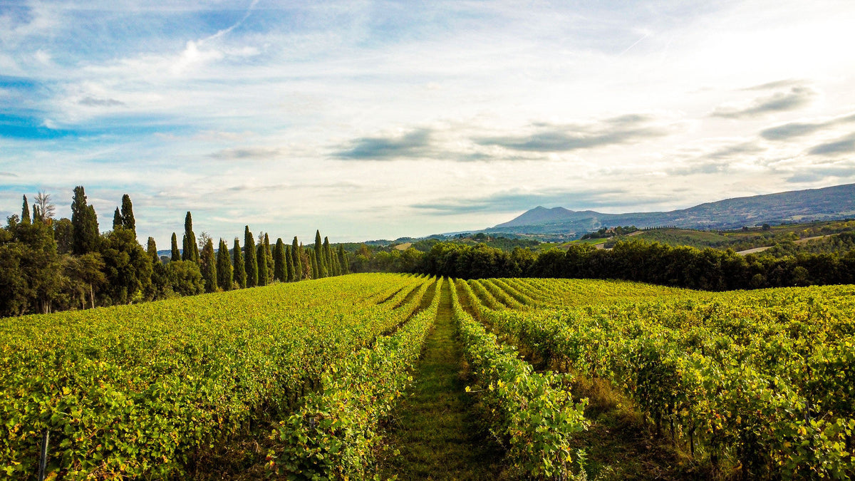 Toppetta vineyard